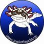 Axolotl Zucht